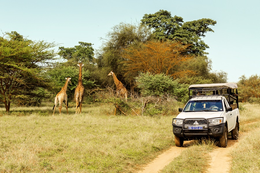 Jeep Safari- Giraffes spotten tijdens de reizen Senegal